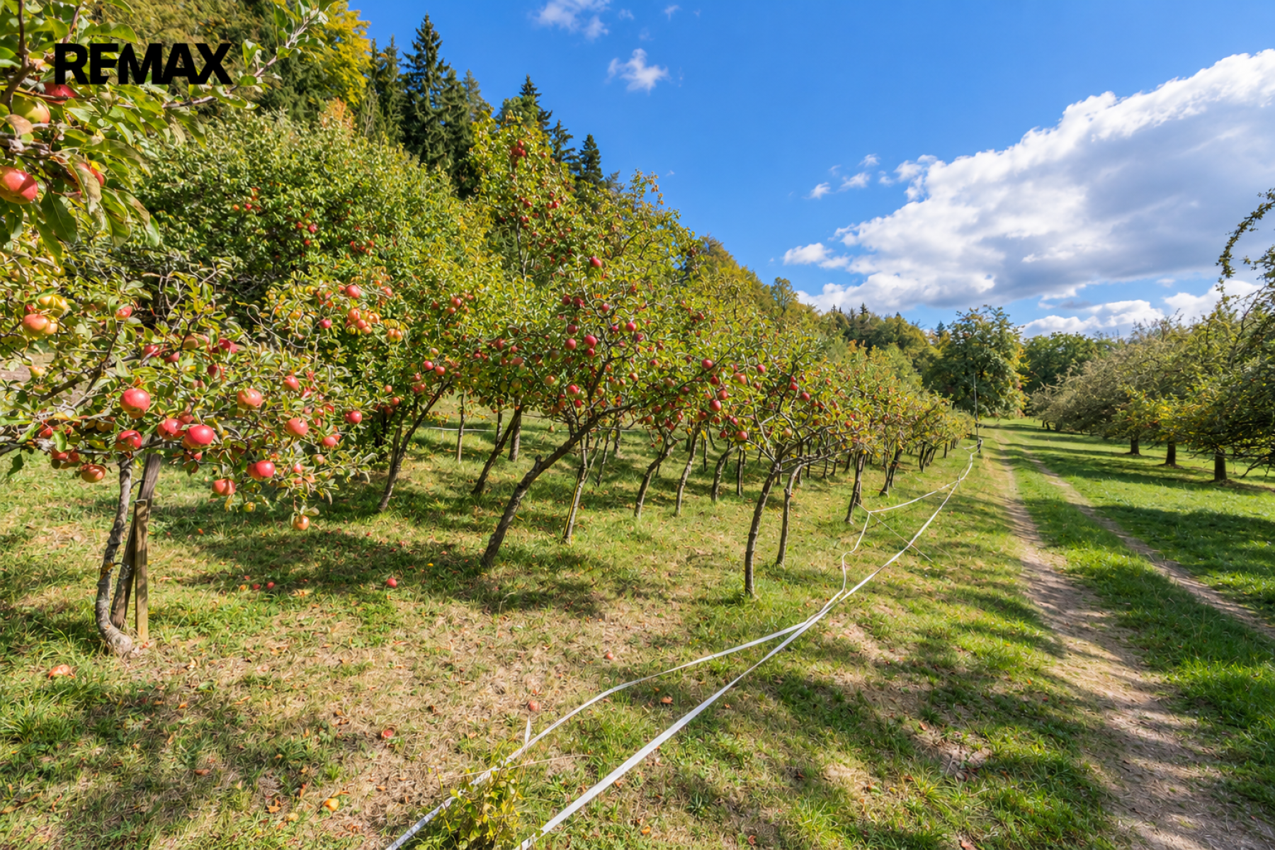 Prodej ovocného sadu 27 377 m², Borová u Chvalšin